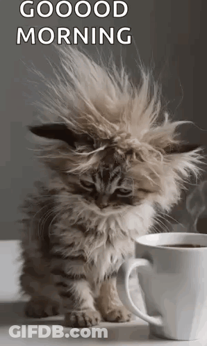 Fluffy Kitten Hair Blowing Beside Coffee GIF