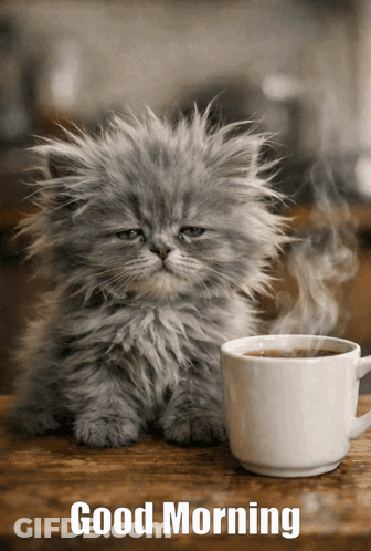Fluffy Kitten Next To Coffee Cup Good Morning GIF
