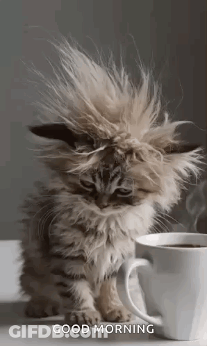 Fluffy Kitten Next To Coffee Cup GIF