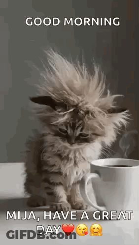 Fluffy Kitten Sitting Next To Coffee GIF