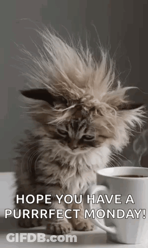 Fluffy Kitten Sitting Next To Coffee GIF