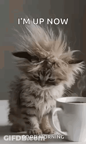 Fluffy Kitten Sitting Next To Coffee Hair Blowing In Wind GIF
