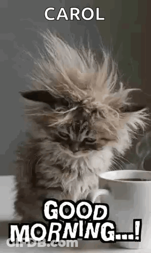 Fluffy Kitten Sitting Next To Coffee Saying Good Morning Carol GIF