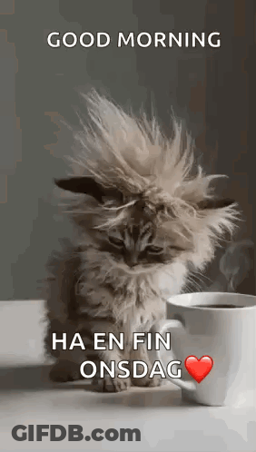 Fluffy Kitten Sitting Next To Coffee With Hair Blowing In Wind GIF