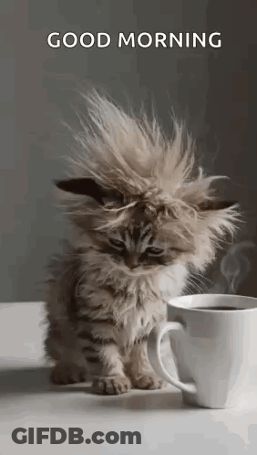 Fluffy Kitten Sitting Next To Cup Of Coffee GIF