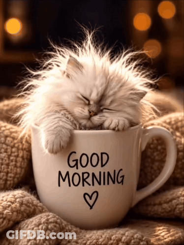 Fluffy Kitten Sleeping In Good Morning Cup GIF