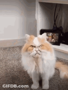 Fluffy Orange And White Cat Standing On Carpet GIF