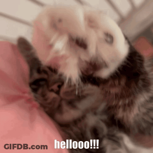 Fluffy Orange Kitten With Blue Eyes Waving Paw GIF