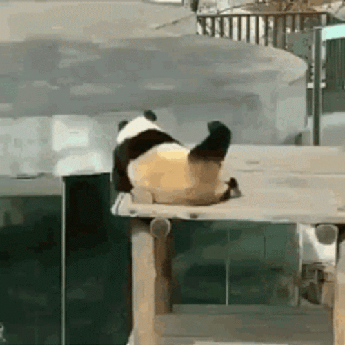 Fluffy Panda Scratching GIF