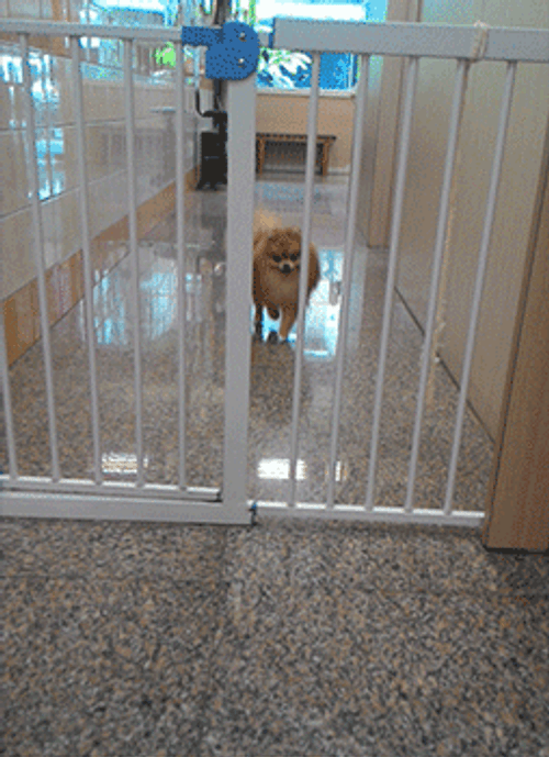 Fluffy Pomeranian Dog Passes Gate GIF