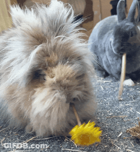 Fluffy Rabbit Eating Yellow Flower GIF
