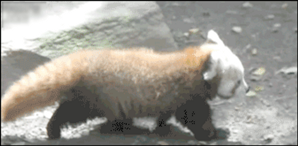 Fluffy Red Panda GIF