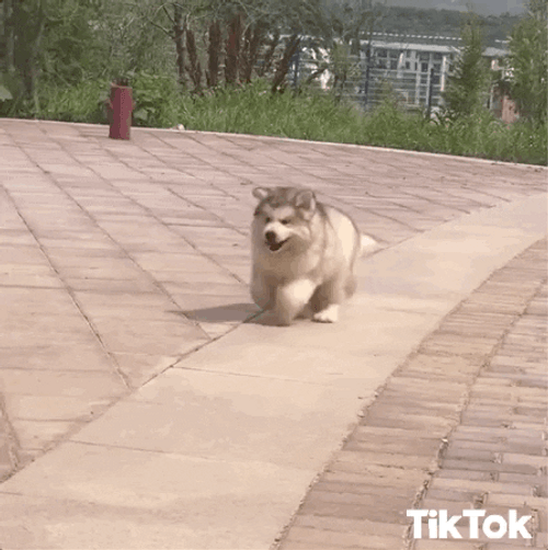 Fluffy Samoyed Puppy Running GIF