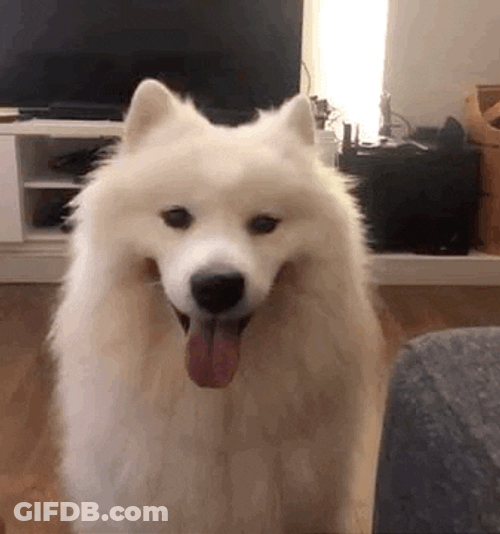 Fluffy Samoyed Winking GIF