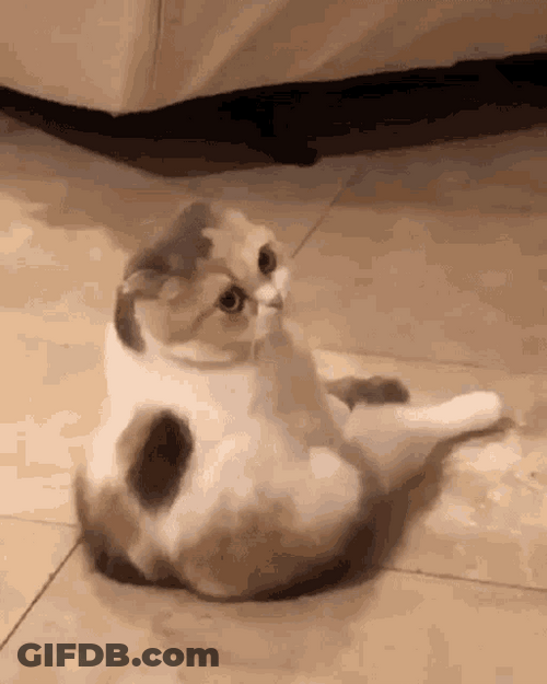 Fluffy Snobbish Cute Cat GIF