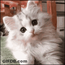 Fluffy White Cat Sitting On Chair Looking At Camera GIF