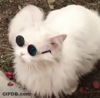 Fluffy White Cat Wearing Sunglasses Laying Down GIF