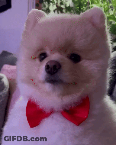 Fluffy White Dog With Red Bow Tie GIF