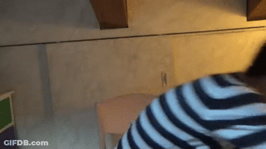 Fluffy White Pet Dog Shy GIF