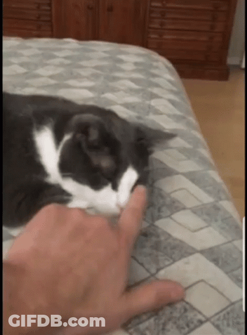 Flustered Cat Getting Nose Boop GIF