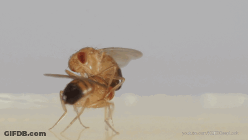 Fly Close Up With YouTube.com GIF