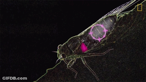 Fly Drawing With Abdomen Ammunition GIF