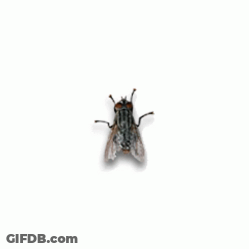 Fly Flying GIF