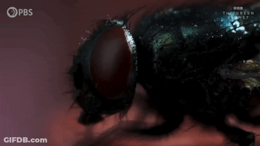 Fly Grooming Its Head GIF