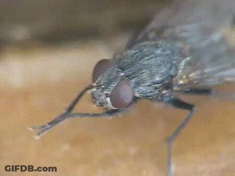 Fly Head Close Up GIF