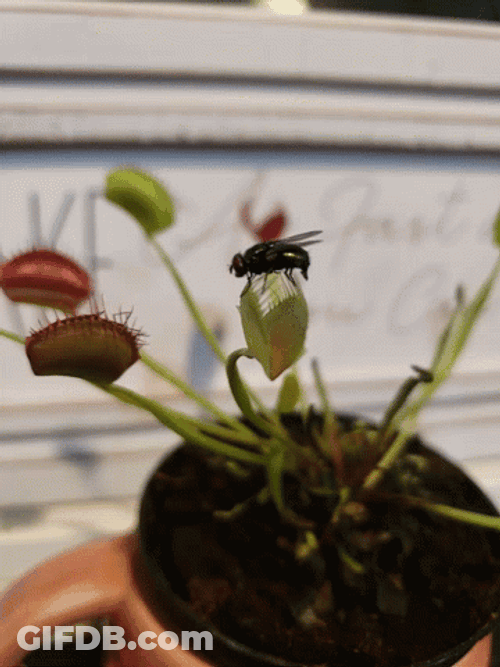 Fly On Top Of Little Venus Fly Trap GIF