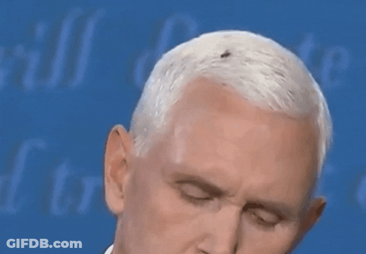 Fly Perched Atop Mike Pence's Hair GIF
