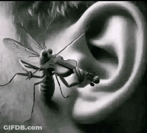 Fly Playing Violin In Ear GIF