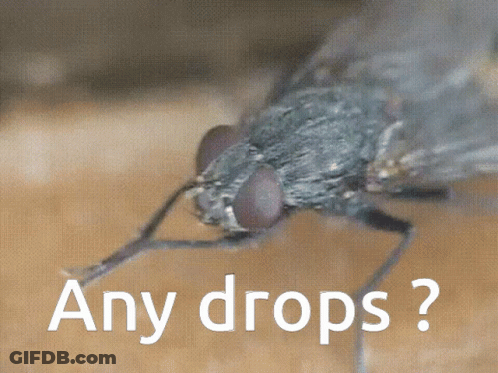 Fly Saying Any Drops GIF