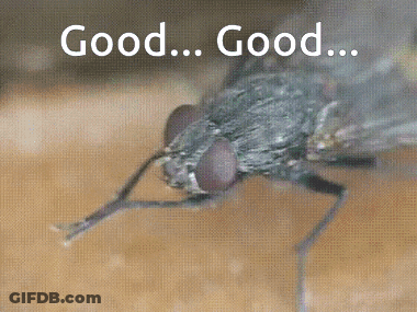 Fly Saying Good Good GIF
