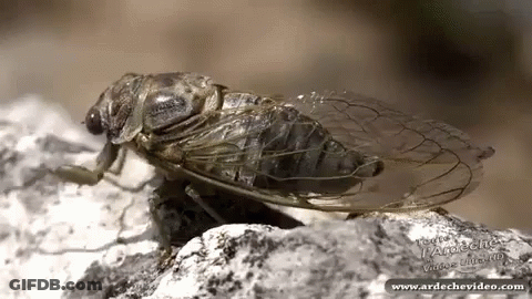 Fly Sitting On Rock GIF