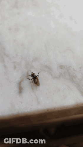 Fly Sitting On Surface GIF