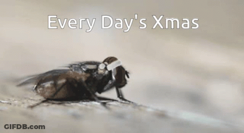 Fly Wearing Santa Hat Every Day's Xmas GIF
