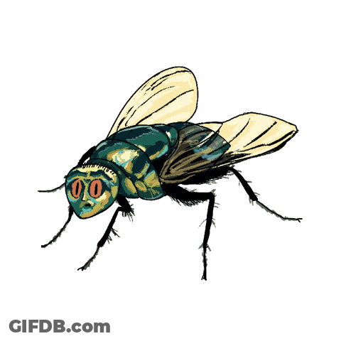 Fly With Face And Spider With Number 8 GIF