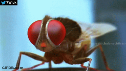 Fly With Red Eyes And Twitter Logo GIF