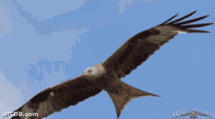 Flying Bald Eagle GIF