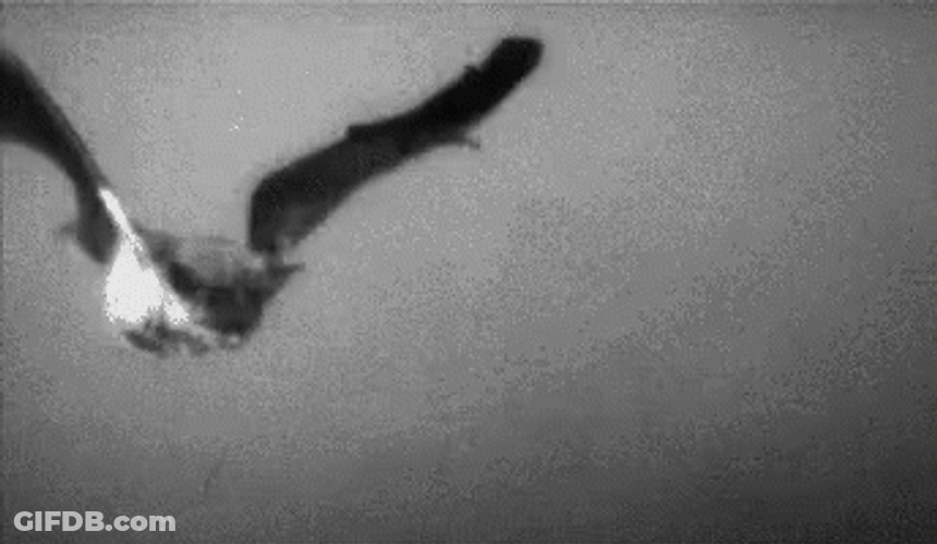 Flying Bat Wide Wing Span Old Shot GIF