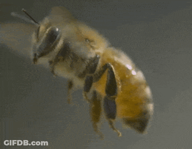 Flying Bee GIF