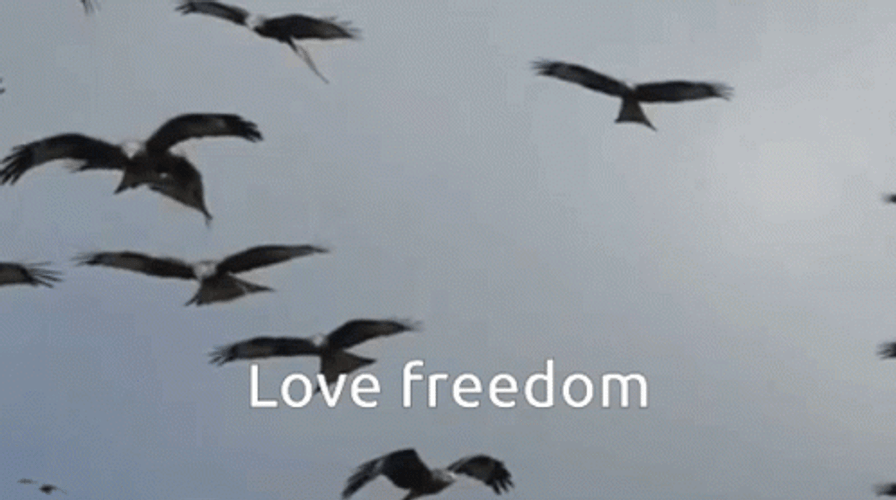 Flying Birds Love Freedom GIF