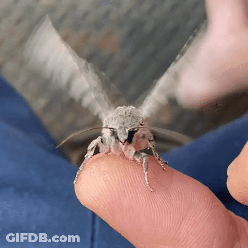 Flying Butterfly A Bugs Life GIF