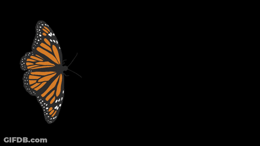 Flying Butterfly Art Love GIF