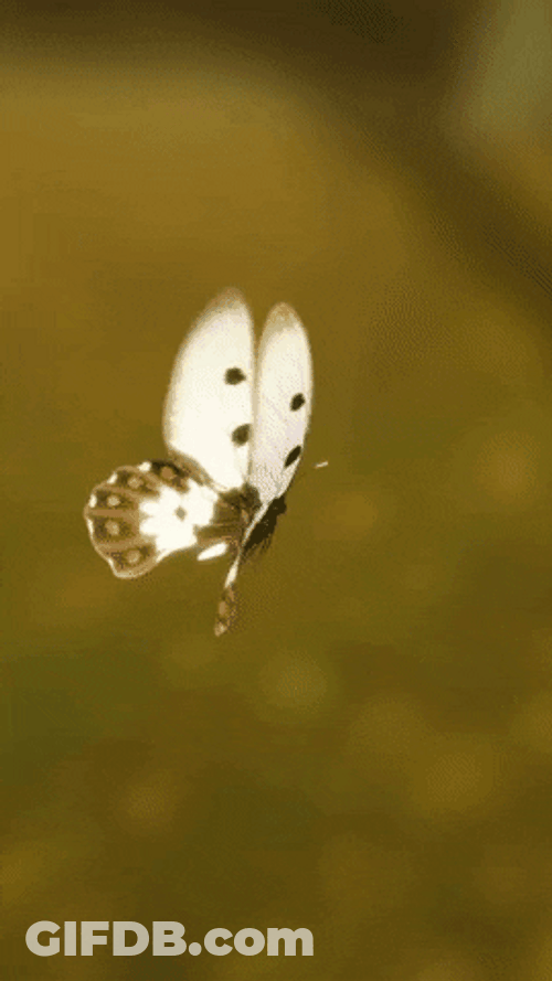 Flying Butterfly Color Change GIF