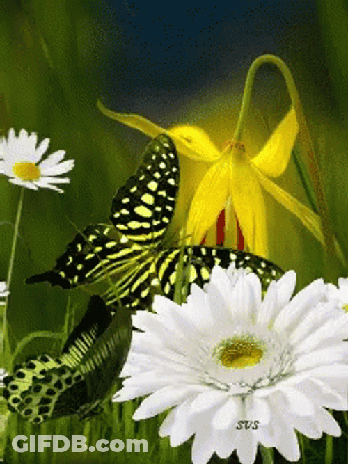 Flying Butterfly Flower Animation GIF