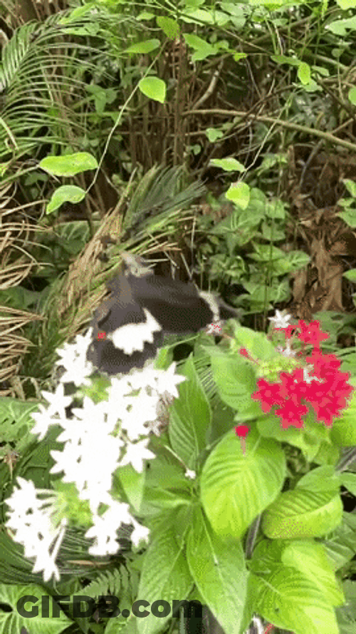 Flying Butterfly Fly Away Garden GIF