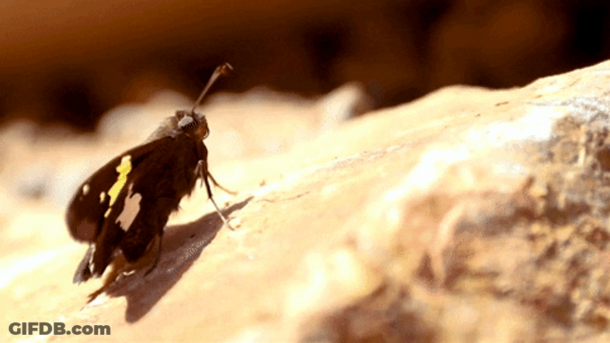 Flying Butterfly Fly Away Insects GIF