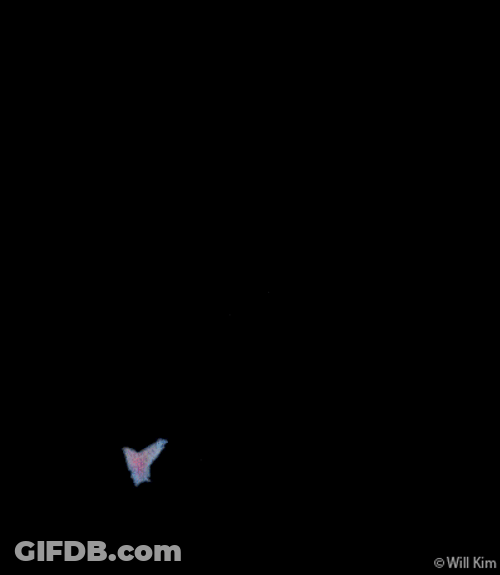 Flying Butterfly Free Spirit Animation GIF